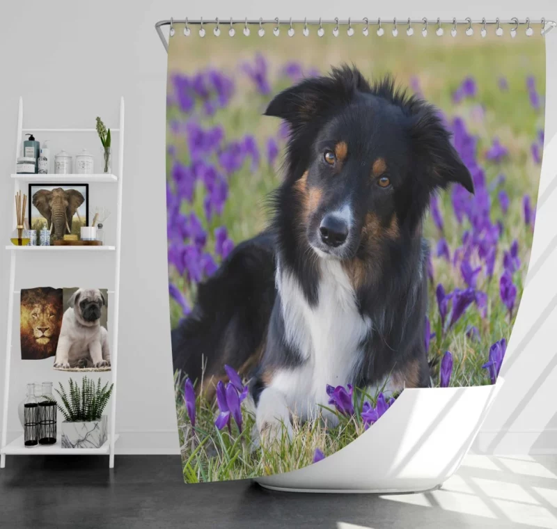 Border Collie Amidst Purple Crocus Shower Curtain