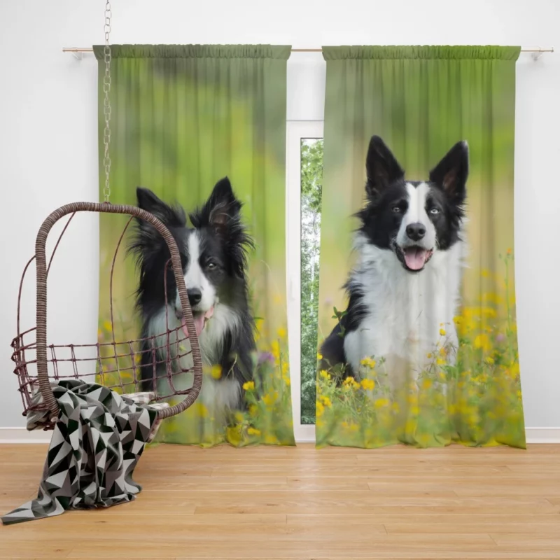 Border Collie Amidst Yellow Bloom Curtain