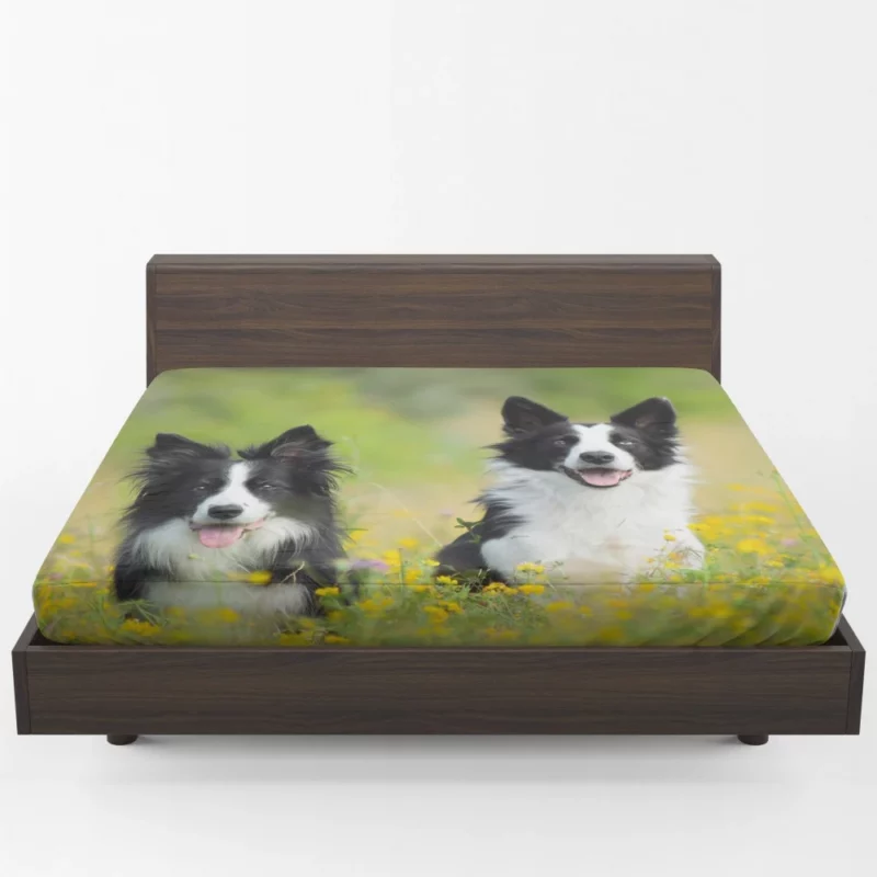 Border Collie Amidst Yellow Bloom Fitted Sheet