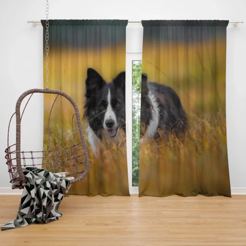 Border Collie Autumn Meadow Run Curtain