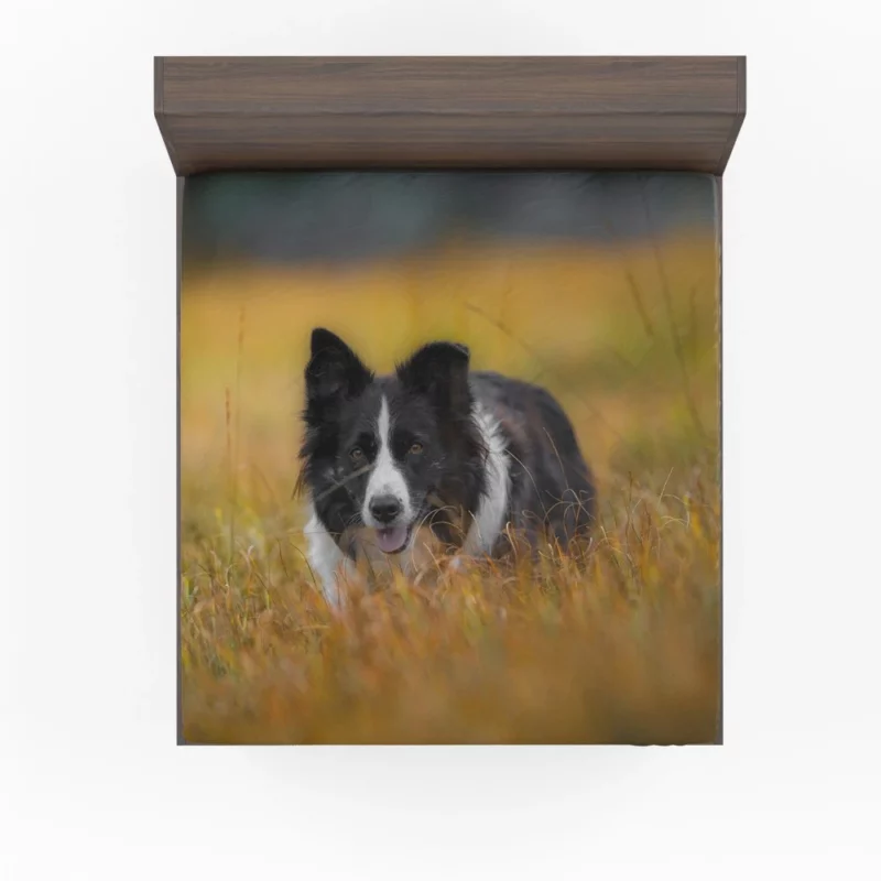 Border Collie Autumn Meadow Run Fitted Sheet 1