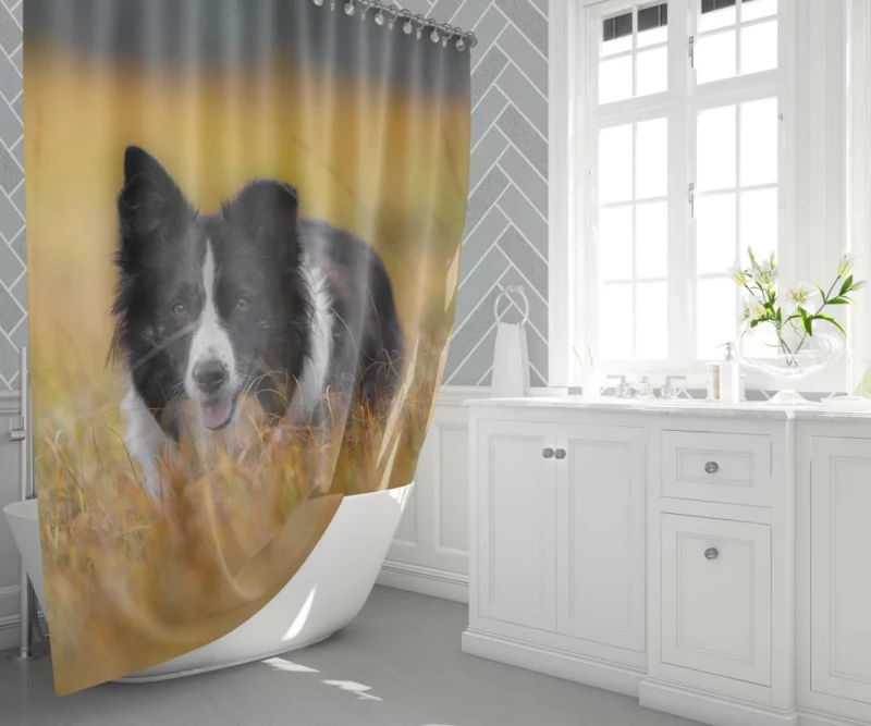 Border Collie Autumn Meadow Run Shower Curtain 1