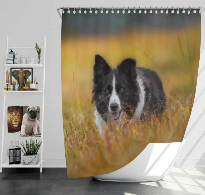 Border Collie Autumn Meadow Run Shower Curtain