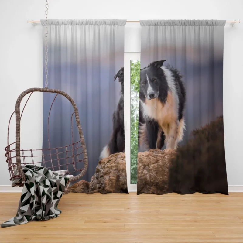 Border Collie Captivating Stare Curtain