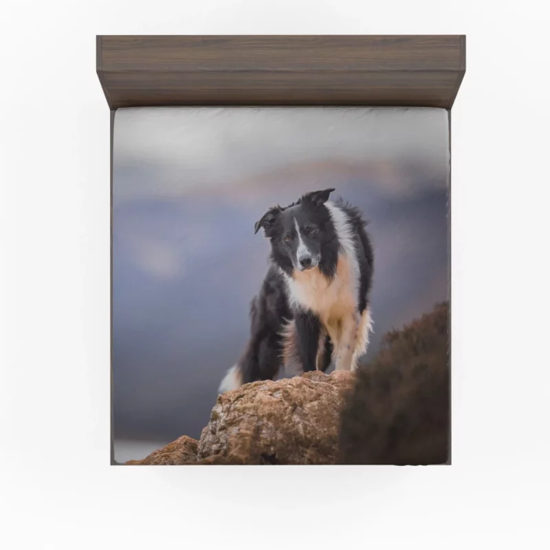 Border Collie Captivating Stare Fitted Sheet 1