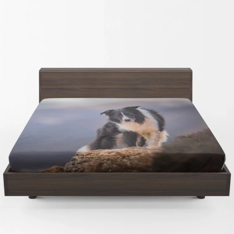 Border Collie Captivating Stare Fitted Sheet