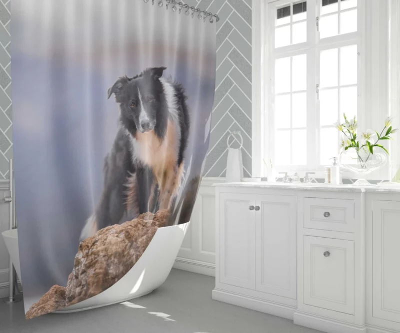 Border Collie Captivating Stare Shower Curtain 1