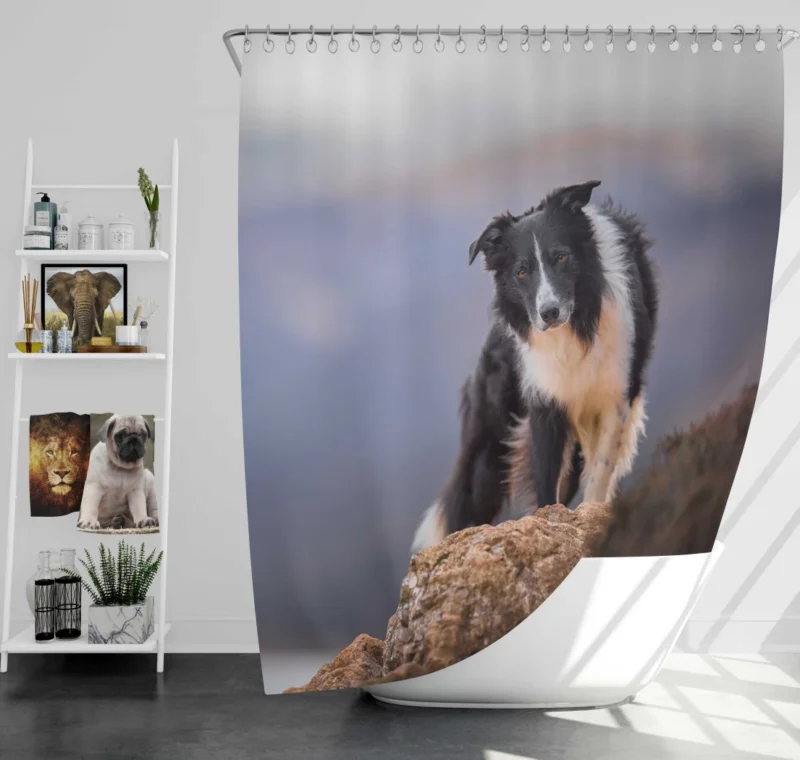 Border Collie Captivating Stare Shower Curtain