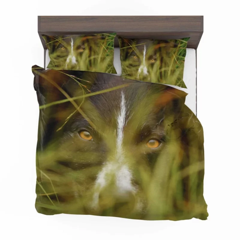 Border Collie Close-Up Eyes of Curiosity Bedding Set 1