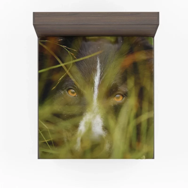 Border Collie Close-Up Eyes of Curiosity Fitted Sheet 1