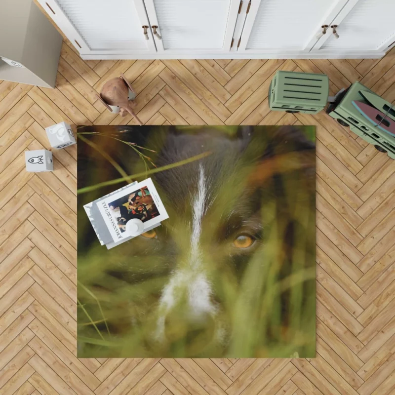 Border Collie Close-Up Eyes of Curiosity Rug