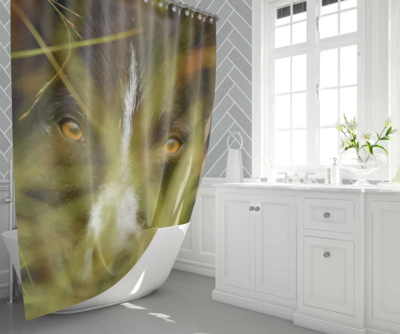 Border Collie Close-Up Eyes of Curiosity Shower Curtain 1