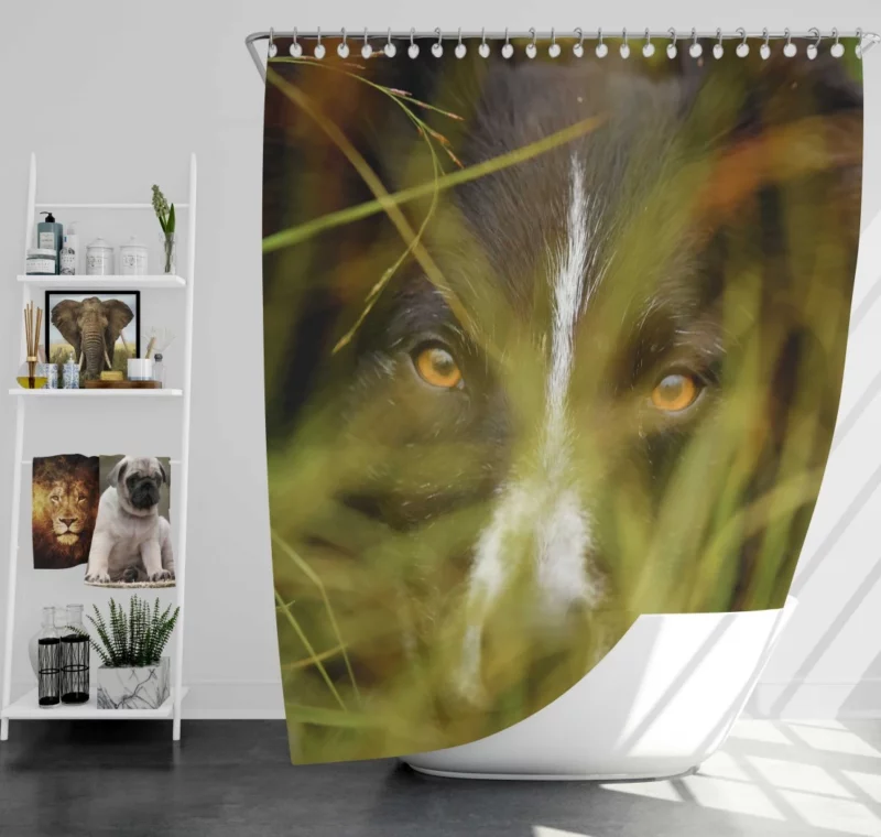 Border Collie Close-Up Eyes of Curiosity Shower Curtain