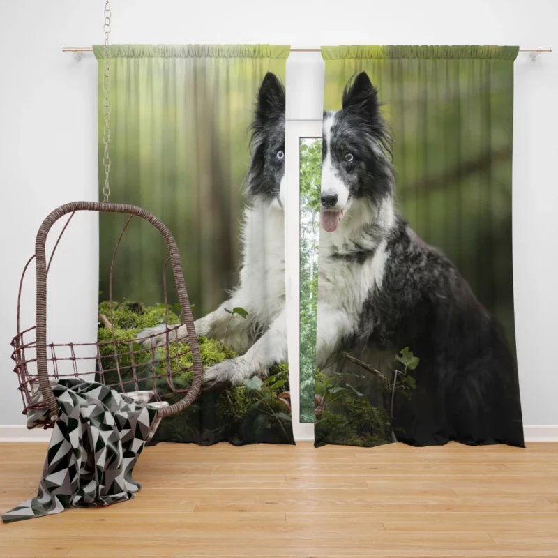 Border Collie Depth of Field Charm Curtain