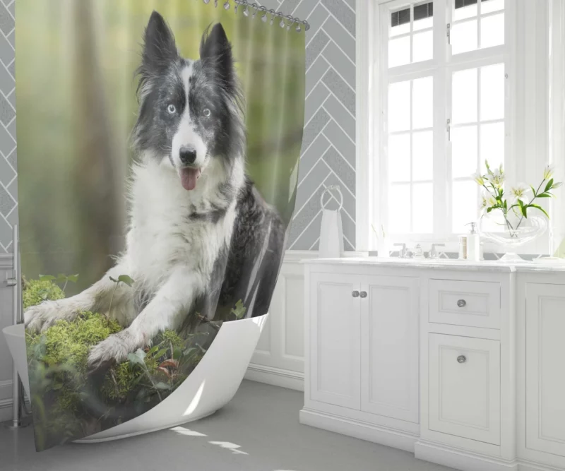 Border Collie Depth of Field Charm Shower Curtain 1