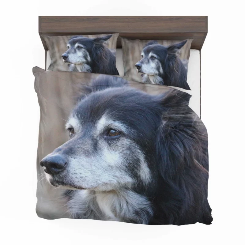 Border Collie Energetic Charm Active Companion Bedding Set 1