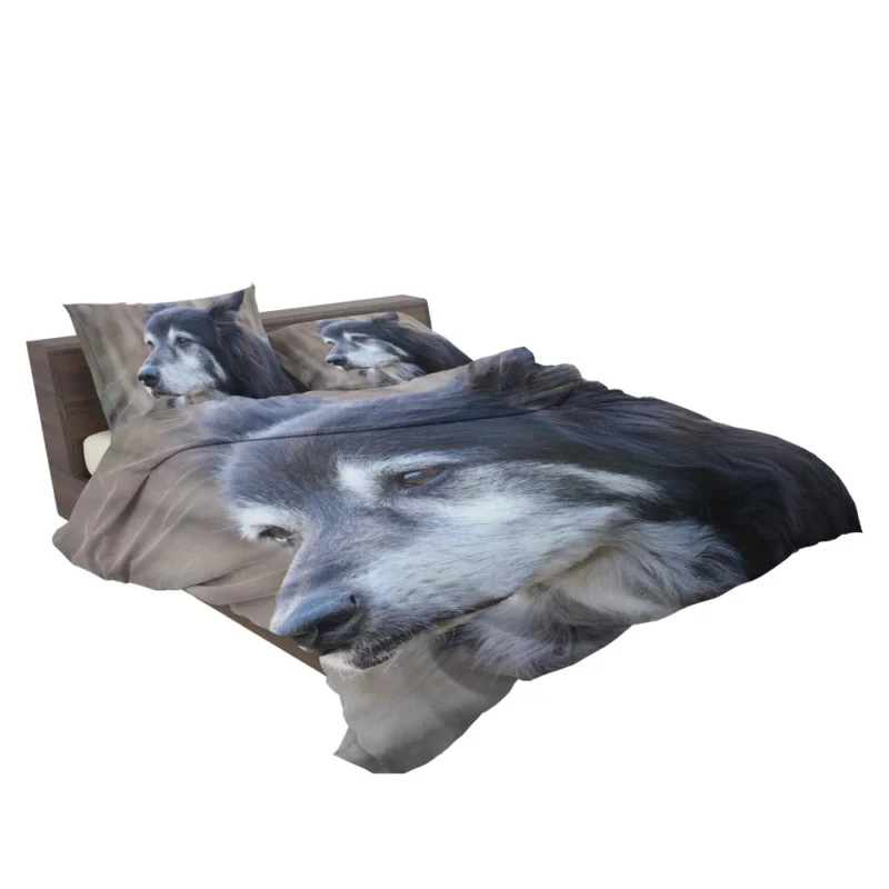 Border Collie Energetic Charm Active Companion Bedding Set 2