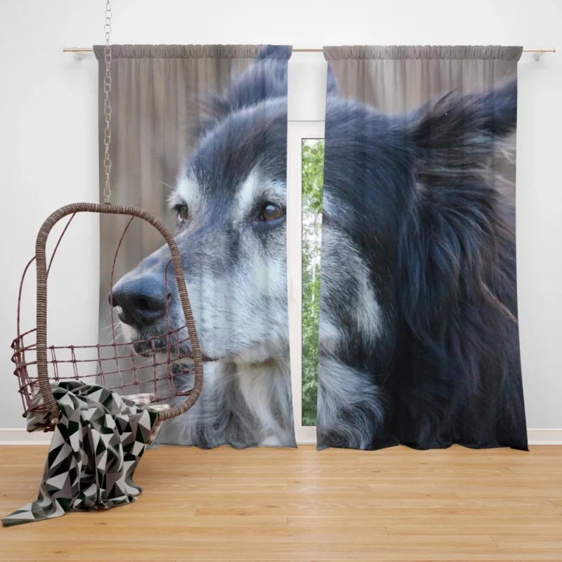 Border Collie Energetic Charm Active Companion Curtain