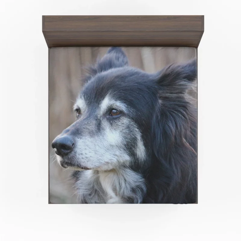 Border Collie Energetic Charm Active Companion Fitted Sheet 1