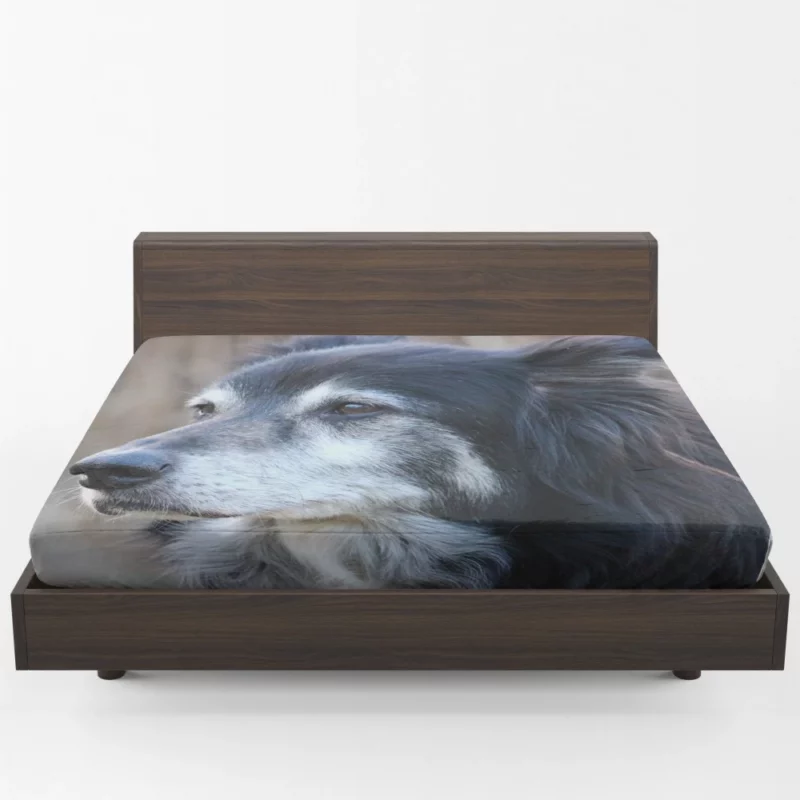 Border Collie Energetic Charm Active Companion Fitted Sheet