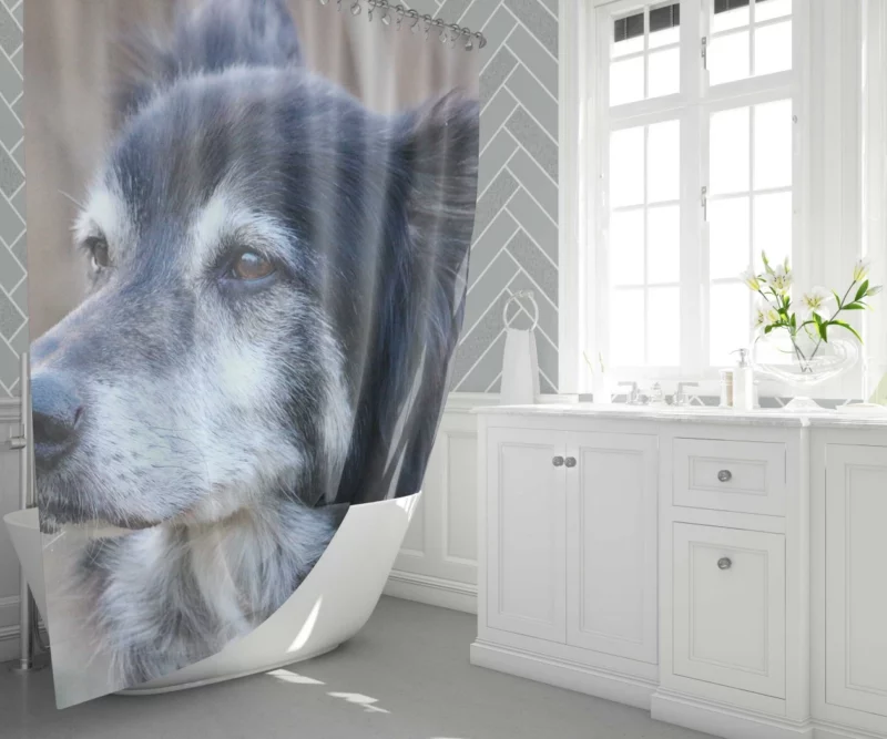 Border Collie Energetic Charm Active Companion Shower Curtain 1