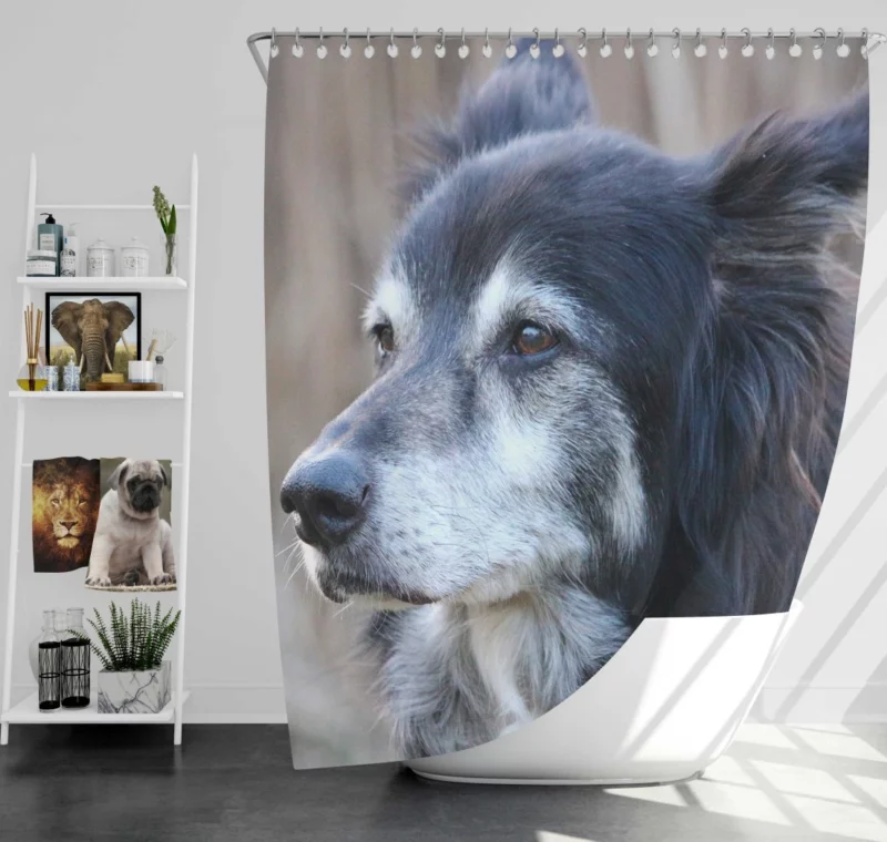 Border Collie Energetic Charm Active Companion Shower Curtain