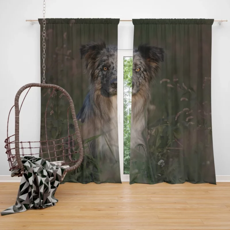 Border Collie Energetic Playfulness Curtain