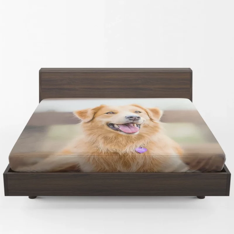 Border Collie Energetic Presence Furry Dynamo Fitted Sheet