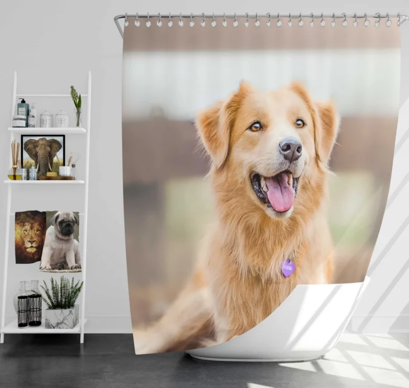 Border Collie Energetic Presence Furry Dynamo Shower Curtain