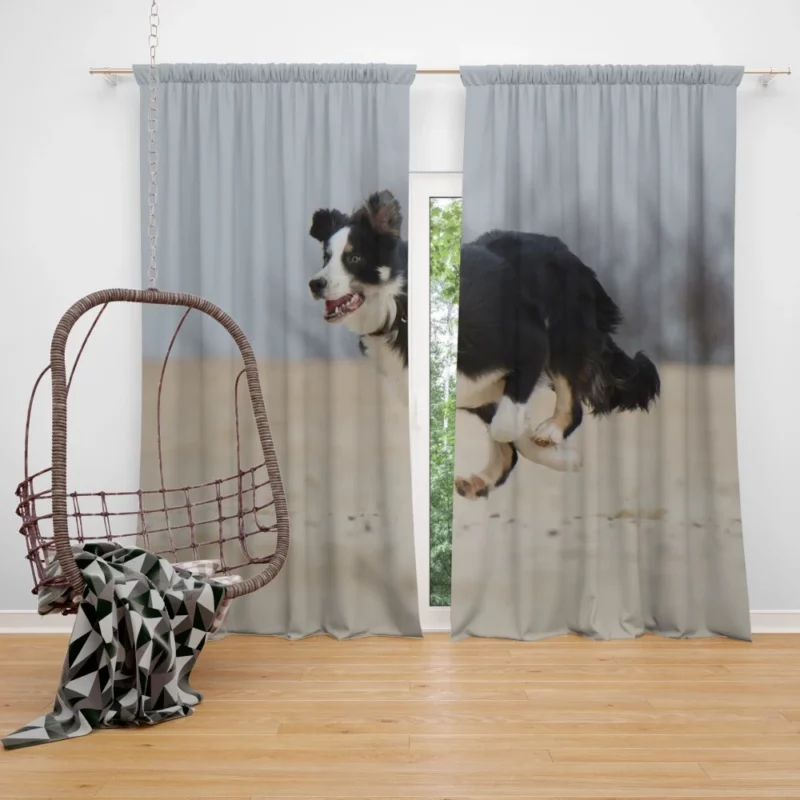 Border Collie Energetic Run Curtain