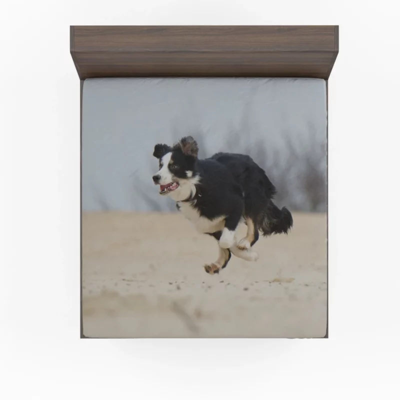 Border Collie Energetic Run Fitted Sheet 1