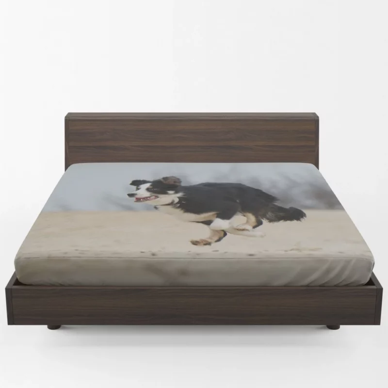 Border Collie Energetic Run Fitted Sheet