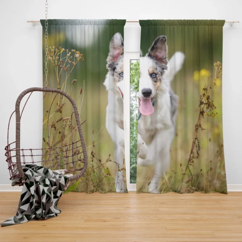 Border Collie Energetic Spirit Furry Dynamo Curtain