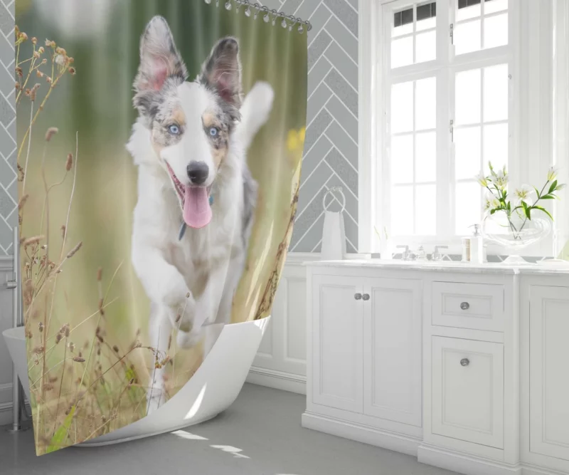 Border Collie Energetic Spirit Furry Dynamo Shower Curtain 1