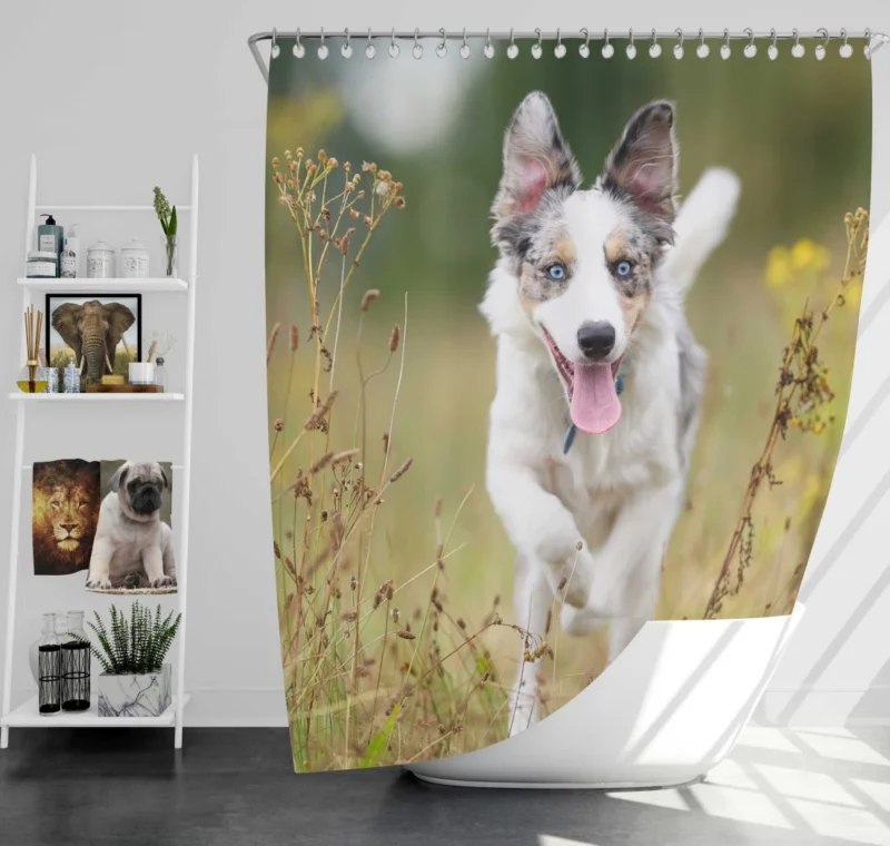 Border Collie Energetic Spirit Furry Dynamo Shower Curtain