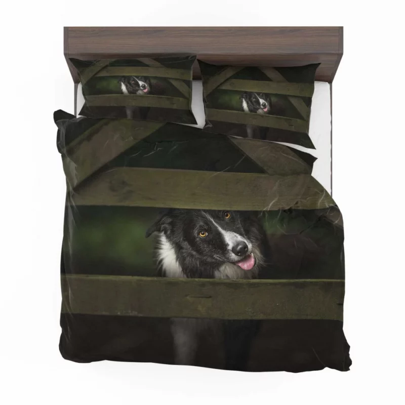 Border Collie Focused Stance Training Time Bedding Set 1