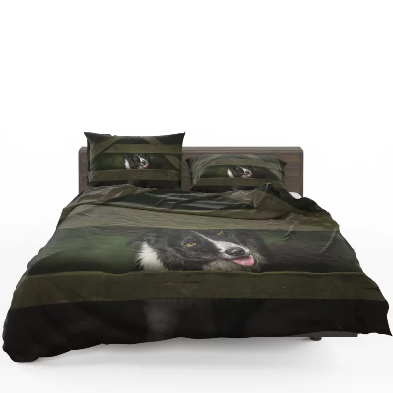 Border Collie Focused Stance Training Time Bedding Set