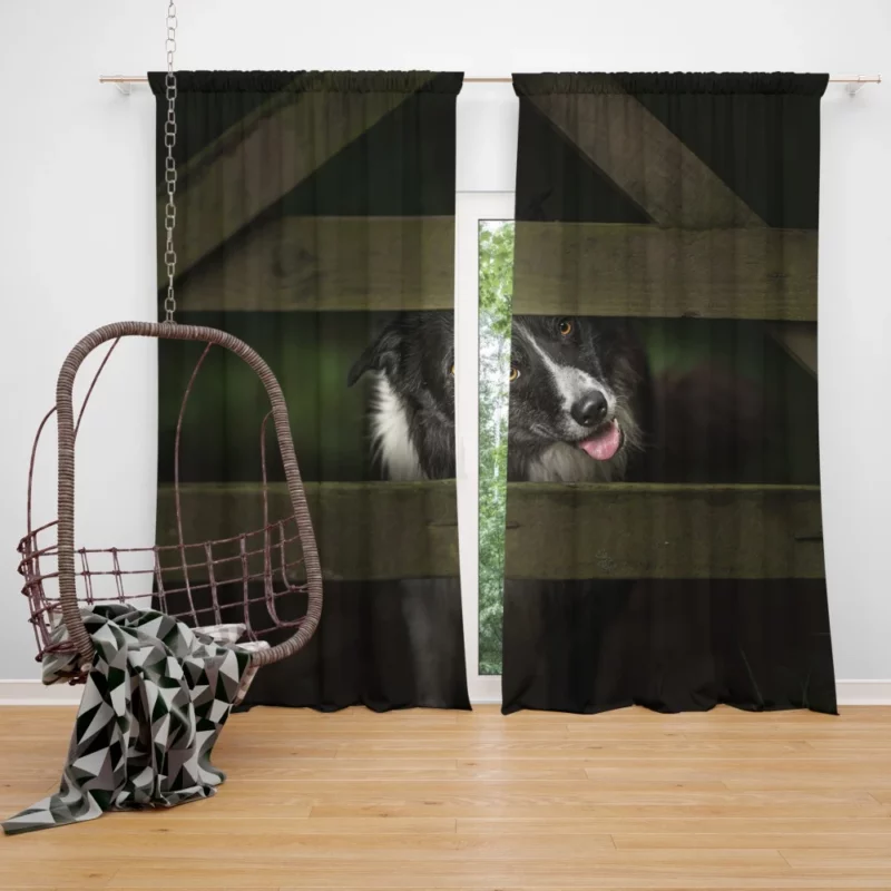 Border Collie Focused Stance Training Time Curtain