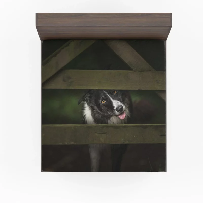 Border Collie Focused Stance Training Time Fitted Sheet 1