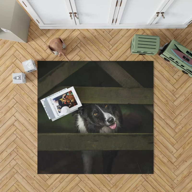 Border Collie Focused Stance Training Time Rug