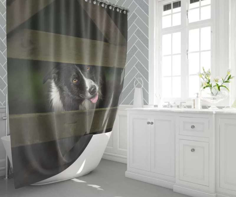 Border Collie Focused Stance Training Time Shower Curtain 1