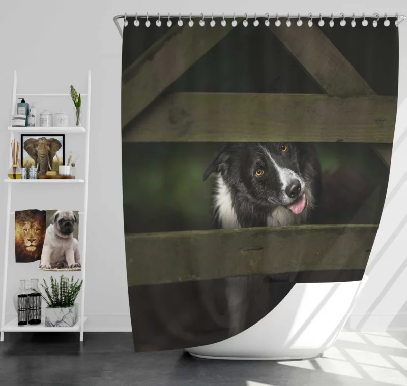 Border Collie Focused Stance Training Time Shower Curtain