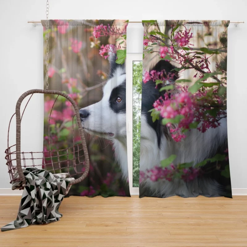 Border Collie Furry Elegance Curtain