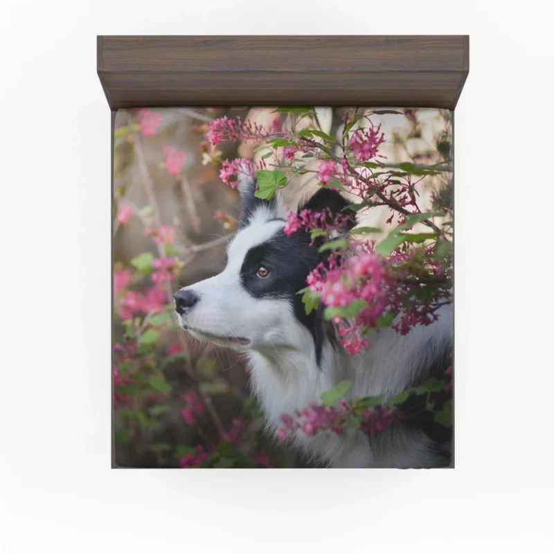 Border Collie Furry Elegance Fitted Sheet 1