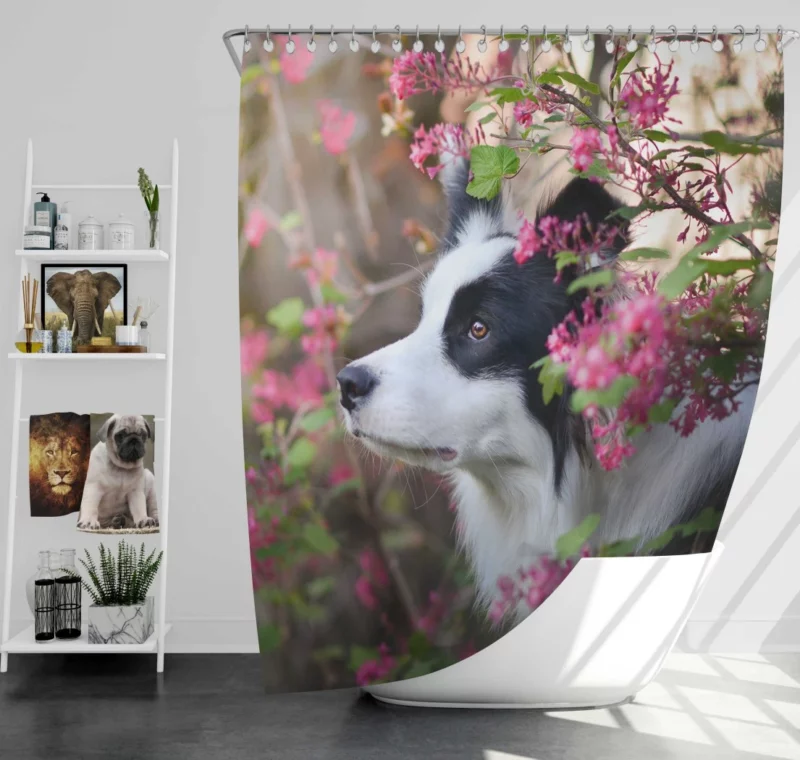 Border Collie Furry Elegance Shower Curtain