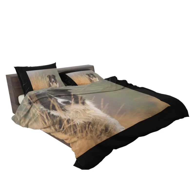 Border Collie Joyful Lakeside Romp Bedding Set 2