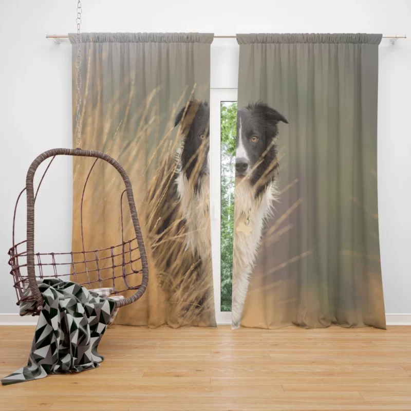 Border Collie Joyful Lakeside Romp Curtain