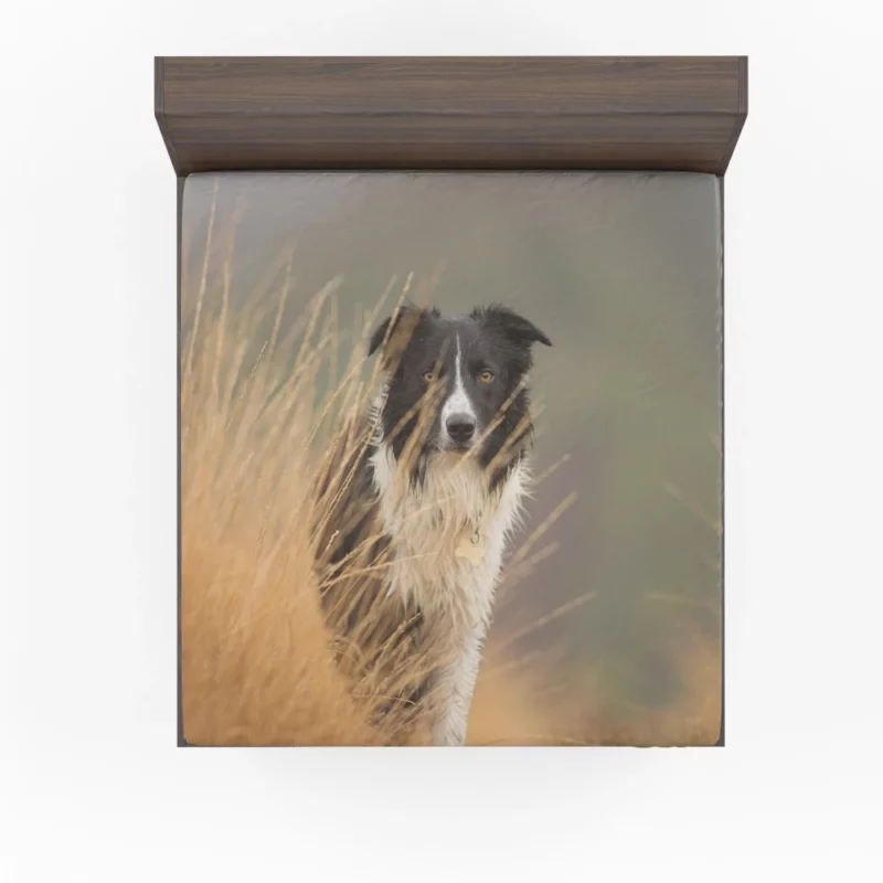 Border Collie Joyful Lakeside Romp Fitted Sheet 1