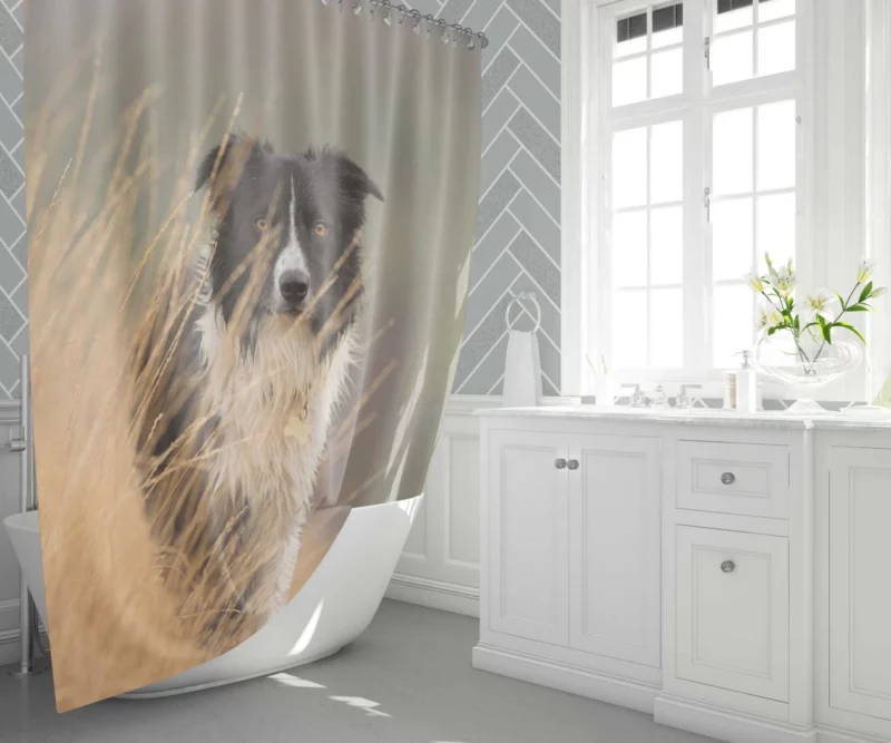 Border Collie Joyful Lakeside Romp Shower Curtain 1