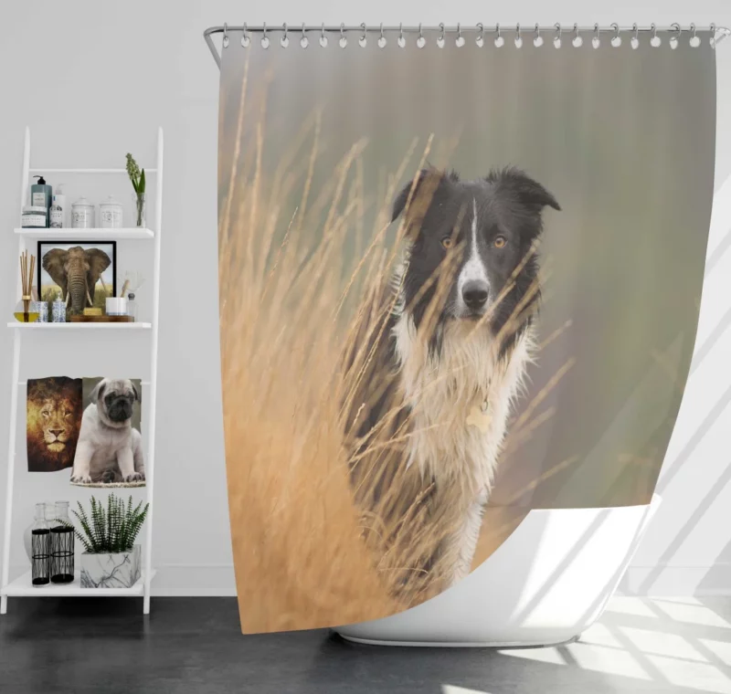 Border Collie Joyful Lakeside Romp Shower Curtain